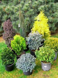 many different types of plants in pots on the grass near some bushes and pine trees