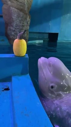 a dolphin swimming in the water next to an apple