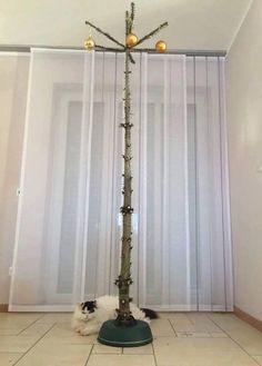 a cat sitting on top of a tree in the middle of a room with curtains