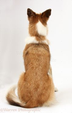 a brown and white dog sitting on its hind legs