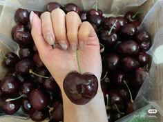 a woman's hand holding a cherry in front of a pile of cherries