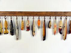 there are many different types of fish hanging on the wall