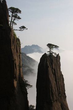 a lone tree on the top of a mountain with fog in the valley behind it