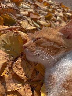 an orange and white cat laying on top of leaf covered ground with its eyes closed