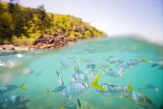 a bunch of fish that are swimming in the water near some rocks and trees on the shore