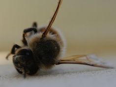 a close up view of a bee on the ground with it's wings spread