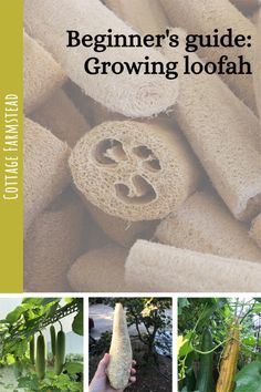 the cover of a book with pictures of vegetables growing in it and text that reads beginner's guide growing loofah