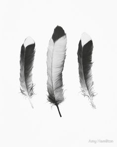 three black and white feathers floating in the air