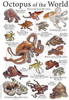 an image of octopuses of the world