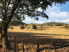 an open field with trees and mountains in the background