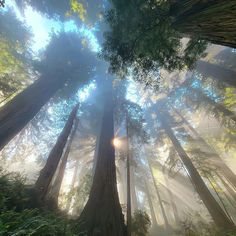 sunlight shining through the trees in a forest