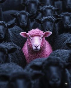 hannainaiah Miss Mary Mack, Pink Sheep, Chanel Art, Miss Mary, Coffee Wallpaper, Creative Diy Gifts, Animal Crackers, Iphone Wallpaper Tumblr Aesthetic, Gothic Horror