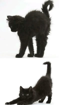 two pictures of a black cat playing with each other