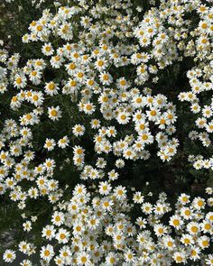 many white and yellow flowers are growing together