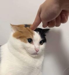 a cat is being petted by someone's hand