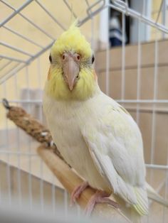 a yellow and white parakeet sitting on top of a perch in a cage