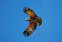 a red and yellow bird flying in the sky