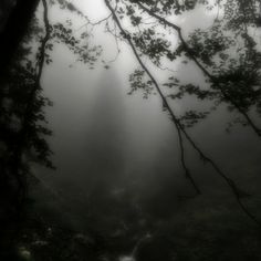 the foggy forest is filled with lots of trees and water running down it's sides