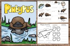 a book with pictures of animals in the water and words that read, playbus