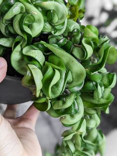 a person holding a remote control in front of some green plants and leaves on a table