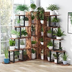 a room filled with lots of potted plants on wooden shelves next to a window