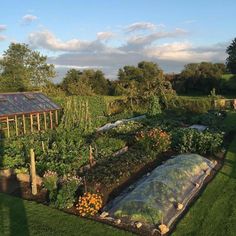 a vegetable garden with lots of plants growing in it