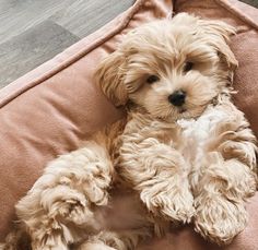 a small brown dog laying on top of a pink pillow