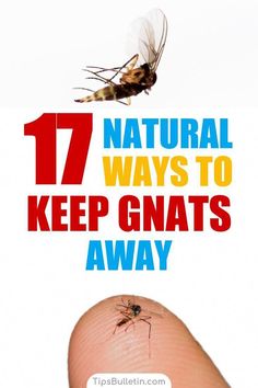 Are you tired of constantly swatting gnats away from your face when you head outside? Learn how to keep gnats away with these 17 natural remedies. Knat Repellant Outdoor, Diy Gnat Repellant, Gnat Repellant Outdoor, Gnat Repellant, Getting Rid Of Nats, Camping Basics, How To Get Rid Of Gnats, Camping Invitations