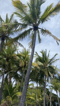 the palm trees are blowing in the wind