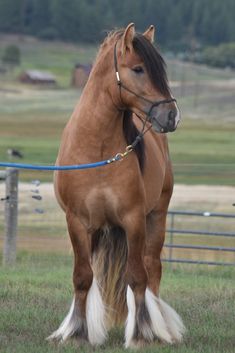 a brown horse standing on top of a lush green field