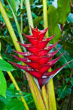 a red flower with green leaves in the background