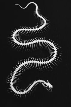 an image of a snake that is in the dark