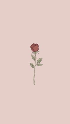 a single rose on a pink background