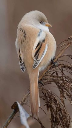 a small bird perched on top of a dry grass plant with brown and white feathers