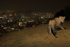 a leopard is walking on the side of a hill with city lights in the background