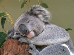 a koala bear sleeping on top of a tree branch with its head resting on it's back