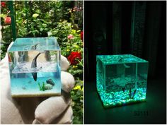 two pictures one with a fish tank and the other with an aquarium in it