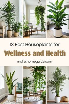 the best houseplants for well - being and health are in this collage