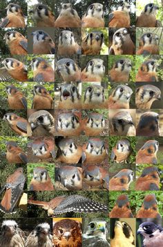 many different birds are shown together in this collage with trees and bushes behind them