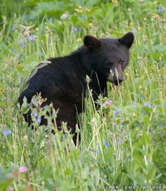 a black bear sitting in the middle of tall grass and wildflowers on a sunny day