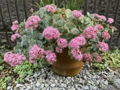 a potted plant with small pink flowers in the ground next to rocks and plants