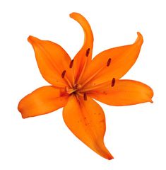 an orange flower on a white background