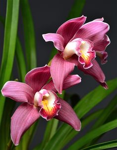 two pink orchids with green leaves in the background