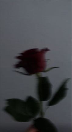 a blurry photo of a red rose in a vase