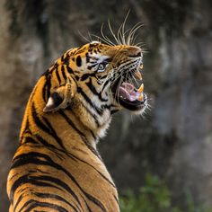 a close up of a tiger with its mouth open