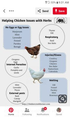 an image of chickens with their names in the top right corner and bottom left corner