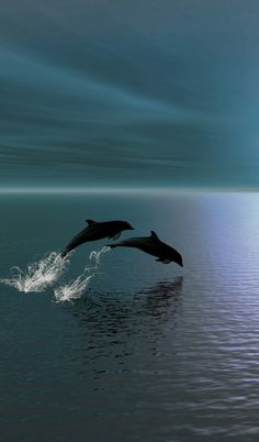 two dolphins are jumping out of the water