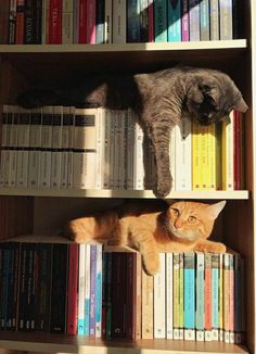 two cats are laying on top of bookshelves