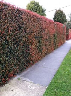 a hedge is shown next to a sidewalk