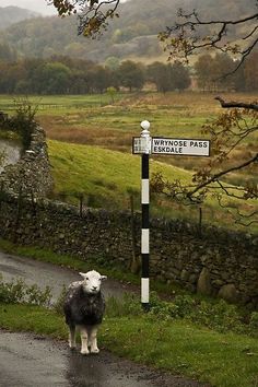 a sheep standing on the side of a road next to a sign that says wallace pass